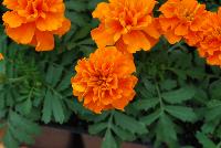 Hot Pak™ Marigold French Dwarf (Tagetes patula) Orange -- From PanAmerican Seed® as seen @ Ball Horticultural Spring Trials 2016. The new  Hot Pak™ Series of Heat-Tolerant Extra-Dwarf Crested French Marigold was developed in the heat for the heat to extend the marigold season.  Stays compact and keeps flowering without stretching or falling open.  Includes all the key colors, perfectly genetically matched.  Ideal for pack programs and landscapes.  Height: 6-7 inches.  Spread: 6-8 inches.  Supplied as de-tailed and coated seed.