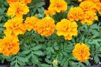 Hot Pak™ Marigold French Dwarf (Tagetes patula) Orange -- From PanAmerican Seed® as seen @ Ball Horticultural Spring Trials 2016. The new  Hot Pak™ Series of Heat-Tolerant Extra-Dwarf Crested French Marigold was developed in the heat for the heat to extend the marigold season.  Stays compact and keeps flowering without stretching or falling open.  Includes all the key colors, perfectly genetically matched.  Ideal for pack programs and landscapes.  Height: 6-7 inches.  Spread: 6-8 inches.  Supplied as de-tailed and coated seed.