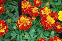 Hot Pak™ Marigold French Dwarf (Tagetes patula) Harmony -- From PanAmerican Seed® as seen @ Ball Horticultural Spring Trials 2016. The new  Hot Pak™ Series of Heat-Tolerant Extra-Dwarf Crested French Marigold was developed in the heat for the heat to extend the marigold season.  Stays compact and keeps flowering without stretching or falling open.  Includes all the key colors, perfectly genetically matched.  Ideal for pack programs and landscapes.  Height: 6-7 inches.  Spread: 6-8 inches.  Supplied as de-tailed and coated seed.