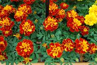 Hot Pak™ Marigold French Dwarf (Tagetes patula) Harmony -- From PanAmerican Seed® as seen @ Ball Horticultural Spring Trials 2016. The new  Hot Pak™ Series of Heat-Tolerant Extra-Dwarf Crested French Marigold was developed in the heat for the heat to extend the marigold season.  Stays compact and keeps flowering without stretching or falling open.  Includes all the key colors, perfectly genetically matched.  Ideal for pack programs and landscapes.  Height: 6-7 inches.  Spread: 6-8 inches.  Supplied as de-tailed and coated seed.