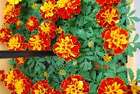 Hot Pak™ Marigold French Dwarf (Tagetes patula) Harmony -- From PanAmerican Seed® as seen @ Ball Horticultural Spring Trials 2016. The new  Hot Pak™ Series of Heat-Tolerant Extra-Dwarf Crested French Marigold was developed in the heat for the heat to extend the marigold season.  Stays compact and keeps flowering without stretching or falling open.  Includes all the key colors, perfectly genetically matched.  Ideal for pack programs and landscapes.  Height: 6-7 inches.  Spread: 6-8 inches.  Supplied as de-tailed and coated seed.