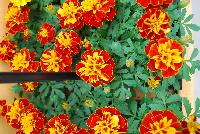 Hot Pak™ Marigold French Dwarf (Tagetes patula) Harmony -- From PanAmerican Seed® as seen @ Ball Horticultural Spring Trials 2016. The new  Hot Pak™ Series of Heat-Tolerant Extra-Dwarf Crested French Marigold was developed in the heat for the heat to extend the marigold season.  Stays compact and keeps flowering without stretching or falling open.  Includes all the key colors, perfectly genetically matched.  Ideal for pack programs and landscapes.  Height: 6-7 inches.  Spread: 6-8 inches.  Supplied as de-tailed and coated seed.