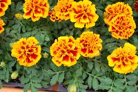 Hot Pak™ Marigold French Dwarf (Tagetes patula) Flame -- From PanAmerican Seed® as seen @ Ball Horticultural Spring Trials 2016. The new  Hot Pak™ Series of Heat-Tolerant Extra-Dwarf Crested French Marigold was developed in the heat for the heat to extend the marigold season.  Stays compact and keeps flowering without stretching or falling open.  Includes all the key colors, perfectly genetically matched.  Ideal for pack programs and landscapes.  Height: 6-7 inches.  Spread: 6-8 inches.  Supplied as de-tailed and coated seed.