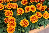 Hot Pak™ Marigold French Dwarf (Tagetes patula) Flame -- From PanAmerican Seed® as seen @ Ball Horticultural Spring Trials 2016. The new  Hot Pak™ Series of Heat-Tolerant Extra-Dwarf Crested French Marigold was developed in the heat for the heat to extend the marigold season.  Stays compact and keeps flowering without stretching or falling open.  Includes all the key colors, perfectly genetically matched.  Ideal for pack programs and landscapes.  Height: 6-7 inches.  Spread: 6-8 inches.  Supplied as de-tailed and coated seed.