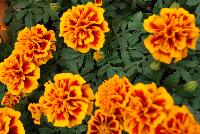 Hot Pak™ Marigold French Dwarf (Tagetes patula) Flame -- From PanAmerican Seed® as seen @ Ball Horticultural Spring Trials 2016. The new  Hot Pak™ Series of Heat-Tolerant Extra-Dwarf Crested French Marigold was developed in the heat for the heat to extend the marigold season.  Stays compact and keeps flowering without stretching or falling open.  Includes all the key colors, perfectly genetically matched.  Ideal for pack programs and landscapes.  Height: 6-7 inches.  Spread: 6-8 inches.  Supplied as de-tailed and coated seed.