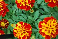 Hot Pak™ Marigold French Dwarf (Tagetes patula) Spry -- From PanAmerican Seed® as seen @ Ball Horticultural Spring Trials 2016. The new  Hot Pak™ Series of Heat-Tolerant Extra-Dwarf Crested French Marigold was developed in the heat for the heat to extend the marigold season.  Stays compact and keeps flowering without stretching or falling open.  Includes all the key colors, perfectly genetically matched.  Ideal for pack programs and landscapes.  Height: 6-7 inches.  Spread: 6-8 inches.  Supplied as de-tailed and coated seed.