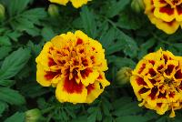 Hot Pak™ Marigold French Dwarf (Tagetes patula) Fire -- From PanAmerican Seed® as seen @ Ball Horticultural Spring Trials 2016. The new  Hot Pak™ Series of Heat-Tolerant Extra-Dwarf Crested French Marigold was developed in the heat for the heat to extend the marigold season.  Stays compact and keeps flowering without stretching or falling open.  Includes all the key colors, perfectly genetically matched.  Ideal for pack programs and landscapes.  Height: 6-7 inches.  Spread: 6-8 inches.  Supplied as de-tailed and coated seed.