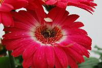 Revolution™ Gerbera jamesonii Bicolor Rose White -- From Kieft Seed® as seen @ Ball Horticultural Spring Trials 2016. Revolution™ Gerbera.  The most uniform gerbera series – grow, pick, pack, ship to fit your schedule.  Better second flush of flowers vs. competitors assuring longer bloom time for consumer.  Supplied as coated seed.  New 'Bicolor Red Lemon', 'Bicolor Red White' and 'Bicolor Rose White'.  Height: 8-12 inches.  Spread: 5-6 inches.