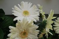 Mega Revolution™ Gerbera jamesonii White with Light Eye -- From Kieft Seed® as seen @ Ball Horticultural Spring Trials 2016. Mega Revolution™ Gerbera.  Vigorous, bushy plants with very large flowers are great for 6-inch pots and larger.  New 'Scarlet Red wit Light Eye' has largest flowers on the market and best red in the series.  New 'White with Light Eye' is the cleanest white vs. te compettition and the new 'Yellow with Dark Eye Improved' is more uniform habit and color with less shading; two weeks earlier, and with larger flowers than competition.