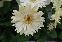 Mega Revolution™ Gerbera jamesonii White with Light Eye -- From Kieft Seed® as seen @ Ball Horticultural Spring Trials 2016. Mega Revolution™ Gerbera.  Vigorous, bushy plants with very large flowers are great for 6-inch pots and larger.  New 'Scarlet Red wit Light Eye' has largest flowers on the market and best red in the series.  New 'White with Light Eye' is the cleanest white vs. te compettition and the new 'Yellow with Dark Eye Improved' is more uniform habit and color with less shading; two weeks earlier, and with larger flowers than competition.