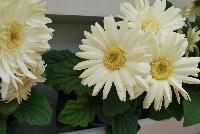 Mega Revolution™ Gerbera jamesonii White with Light Eye -- From Kieft Seed® as seen @ Ball Horticultural Spring Trials 2016. Mega Revolution™ Gerbera.  Vigorous, bushy plants with very large flowers are great for 6-inch pots and larger.  New 'Scarlet Red wit Light Eye' has largest flowers on the market and best red in the series.  New 'White with Light Eye' is the cleanest white vs. te compettition and the new 'Yellow with Dark Eye Improved' is more uniform habit and color with less shading; two weeks earlier, and with larger flowers than competition.