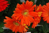 Mega Revolution™ Gerbera jamesonii Orange with Light Eye -- From Kieft Seed® as seen @ Ball Horticultural Spring Trials 2016. Mega Revolution™ Gerbera.  Vigorous, bushy plants with very large flowers are great for 6-inch pots and larger.  New 'Scarlet Red wit Light Eye' has largest flowers on the market and best red in the series.  New 'White with Light Eye' is the cleanest white vs. te compettition and the new 'Yellow with Dark Eye Improved' is more uniform habit and color with less shading; two weeks earlier, and with larger flowers than competition.