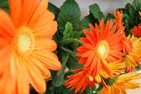 Mega Revolution™ Gerbera jamesonii Orange with Light Eye -- From Kieft Seed® as seen @ Ball Horticultural Spring Trials 2016. Mega Revolution™ Gerbera.  Vigorous, bushy plants with very large flowers are great for 6-inch pots and larger.  New 'Scarlet Red wit Light Eye' has largest flowers on the market and best red in the series.  New 'White with Light Eye' is the cleanest white vs. te compettition and the new 'Yellow with Dark Eye Improved' is more uniform habit and color with less shading; two weeks earlier, and with larger flowers than competition.