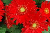 Mega Revolution™ Gerbera jamesonii Scarlet Red with Light Eye -- From Kieft Seed® as seen @ Ball Horticultural Spring Trials 2016. Mega Revolution™ Gerbera.  Vigorous, bushy plants with very large flowers are great for 6-inch pots and larger.  New 'Scarlet Red wit Light Eye' has largest flowers on the market and best red in the series.  New 'White with Light Eye' is the cleanest white vs. te compettition and the new 'Yellow with Dark Eye Improved' is more uniform habit and color with less shading; two weeks earlier, and with larger flowers than competition.