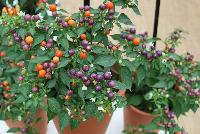 Hot Pops Pepper ornamental (capsicum annuum) Purple -- From PanAmerican Seed® as seen @ Ball Horticultural Spring Trials 2016. The new  Hot Pops Ornamental Pepper, a new fruit form and multi-colors pump up fall pot plant sales.  Compact, heavily branched plants work well in mixed containers, olor bowls.  Mum Pal programs.  Fruit is very hot.  Height: 4-5 inches.  Spread: 6-8 inches.  Supplied as raw seed.