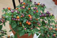 Hot Pops Pepper ornamental (capsicum annuum) Purple -- From PanAmerican Seed® as seen @ Ball Horticultural Spring Trials 2016. The new  Hot Pops Ornamental Pepper, a new fruit form and multi-colors pump up fall pot plant sales.  Compact, heavily branched plants work well in mixed containers, olor bowls.  Mum Pal programs.  Fruit is very hot.  Height: 4-5 inches.  Spread: 6-8 inches.  Supplied as raw seed.