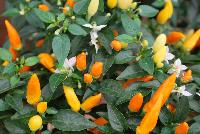 Hot Pops Pepper ornamental (capsicum annuum) Sedona Sun -- From PanAmerican Seed® as seen @ Ball Horticultural Spring Trials 2016. The new  'Sedona Sun' Ornamental Pepper.  Expand Fall sales in home landscape and large pot programs.  Masses of lemon yellow and carrot orange fruit put a distinct multicolor display on every plant.  Fruit is hot.  Height: 9-12 inches.  Spread: 14-16 inches.