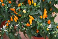Hot Pops Pepper ornamental (capsicum annuum) Sedona Sun -- From PanAmerican Seed® as seen @ Ball Horticultural Spring Trials 2016. The new  'Sedona Sun' Ornamental Pepper.  Expand Fall sales in home landscape and large pot programs.  Masses of lemon yellow and carrot orange fruit put a distinct multicolor display on every plant.  Fruit is hot.  Height: 9-12 inches.  Spread: 14-16 inches.