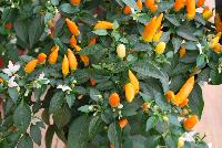 Hot Pops Pepper ornamental (capsicum annuum) Sedona Sun -- From PanAmerican Seed® as seen @ Ball Horticultural Spring Trials 2016. The new  'Sedona Sun' Ornamental Pepper.  Expand Fall sales in home landscape and large pot programs.  Masses of lemon yellow and carrot orange fruit put a distinct multicolor display on every plant.  Fruit is hot.  Height: 9-12 inches.  Spread: 14-16 inches.