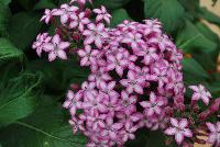 Glitterati Pentas Purple Star -- From PanAmerican Seed® as seen @ Ball Horticultural Spring Trials 2016. A Pre-introduction for 2018.