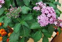 Glitterati Pentas Purple Star -- From PanAmerican Seed® as seen @ Ball Horticultural Spring Trials 2016. A Pre-introduction for 2018.