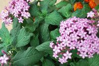 Glitterati Pentas Purple Star -- From PanAmerican Seed® as seen @ Ball Horticultural Spring Trials 2016. A Pre-introduction for 2018.