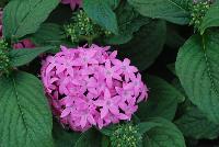 Butterfly™ Pentas lanceolata Orchid -- From PanAmerican Seed® as seen @ Ball Horticultural Spring Trials 2016. The new Butterfly™ F1 Pentas, featuring a hybrid vigor that delivers better stress tolerance than O.P varieties.  The new 'Orchid' offers a vibrant, non-fading color.  Height: 12-22 inches.  Spread: 10-18 inches.  Supplied as pelleted seed.