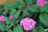 Butterfly™ Pentas lanceolata Orchid -- From PanAmerican Seed® as seen @ Ball Horticultural Spring Trials 2016. The new Butterfly™ F1 Pentas, featuring a hybrid vigor that delivers better stress tolerance than O.P varieties.  The new 'Orchid' offers a vibrant, non-fading color.  Height: 12-22 inches.  Spread: 10-18 inches.  Supplied as pelleted seed.