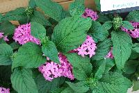 Butterfly™ Pentas lanceolata Orchid -- From PanAmerican Seed® as seen @ Ball Horticultural Spring Trials 2016. The new Butterfly™ F1 Pentas, featuring a hybrid vigor that delivers better stress tolerance than O.P varieties.  The new 'Orchid' offers a vibrant, non-fading color.  Height: 12-22 inches.  Spread: 10-18 inches.  Supplied as pelleted seed.