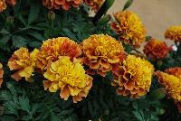  Marigold French Dwarf (Tagetes patula) Strawberry Blonde -- From PanAmerican Seed® as seen @ Ball Horticultural Spring Trials 2016. The new  'Strawberry Blonde' Dwarf Crested French Marigold.  A  New World Marigold!  Unique germplasm puts multicolor blooms on the same lant – all new look for premium backs, pots, decorative containers.  Flowers change colors differently  in different temperatures. Height: 10-12 inches.  Spread: 6-8 inches.  Supplied as de-tailed and coated seed.