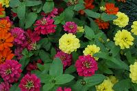 Double Zahara® Zinnia marylandica Brilliant Mixture -- From PanAmerican Seed® as seen @ Ball Horticultural Spring Trials 2016. The new  'Brilliant Mixture' of Double Zahara™ Double Zinnia with 'Yellow', 'Cherry' and 'Fire'.  The only fully double, disease resistant zinnia series that delivers all-season performance and durability in the landscape.  Bigger flowers than the competition for more color show. Height: 16-20 inches.  Spread: 16-20 inches.  Supplied as coated and raw seed.