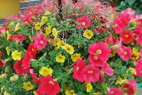  COMBO EXP Annual Combo: #sPDMx 64 -- From PanAmerican Seed® as seen @ Ball Horticultural Spring Trials 2016. An experimental combo with Kabloom™ Calibrachoa 'Yellow, Shock Wave® Petunia 'Coral Crush' and Carex 'Bronco'