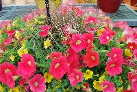  COMBO EXP Annual Combo: #sPDMx 64 -- From PanAmerican Seed® as seen @ Ball Horticultural Spring Trials 2016. An experimental combo with Kabloom™ Calibrachoa 'Yellow, Shock Wave® Petunia 'Coral Crush' and Carex 'Bronco'