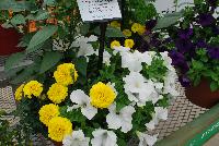 COMBO EXP Vegetable Combo: #VgMx8 -- From PanAmerican Seed® as seen @ Ball Horticultural Spring Trials 2016. An experimental combo with Pepper 'Sweet Heat', Hot Pak™ French Marigold 'Yellow' and EZ Rider™ Petunia 'White'.