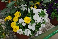  COMBO EXP Vegetable Combo: #VgMx8 -- From PanAmerican Seed® as seen @ Ball Horticultural Spring Trials 2016. An experimental combo with Pepper 'Sweet Heat', Hot Pak™ French Marigold 'Yellow' and EZ Rider™ Petunia 'White'.