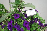  COMBO EXP Vegetable Combo: #VgMx 1 -- From PanAmerican Seed® as seen @ Ball Horticultural Spring Trials 2016. An experimental combo with Eggplant 'Patio Baby', Basil 'Dolce Fresca' and Petunia 'Combo Blue Experimental'