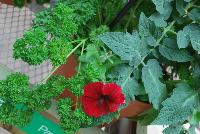  COMBO EXP Vegetable Combo: #VgMx 3 -- From PanAmerican Seed® as seen @ Ball Horticultural Spring Trials 2016. An experimental combo with Tomato 'Little Napoli', SimplyHerbs™ Curled Parsley and EasyWave® Petunia 'Red Velour'