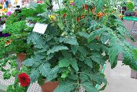  COMBO EXP Vegetable Combo: #VgMx 3 -- From PanAmerican Seed® as seen @ Ball Horticultural Spring Trials 2016. An experimental combo with Tomato 'Little Napoli', SimplyHerbs™ Curled Parsley and EasyWave® Petunia 'Red Velour'