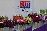   -- As seen @ Ball Horticultural Spring Trials 2016.  A Full Compliment of Cut Flowers