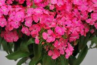 Sweet Dianthus barbatus Deep Pink Maxine -- From PanAmerican Seed® as seen @ Ball Horticultural Spring Trials 2016. A new F1 Single Dianthus in the Sweet Series named 'Deep Pink Maxine' features a more intense color than Sweet Pink,a top-selling color in most markets.  The best commercial D. barbaratus series delivers outstanding product year-round with no vernalization needed whether grown indoors or out.  Count on high yields of salable stems to send to market, each very uniform for height and flowering time.  Height: 18-36 inches.  Spread: 10-12 inches.  Supplied as pelleted seed.