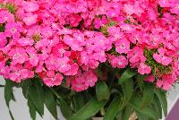 Sweet Dianthus barbatus Deep Pink Maxine -- From PanAmerican Seed® as seen @ Ball Horticultural Spring Trials 2016. A new F1 Single Dianthus in the Sweet Series named 'Deep Pink Maxine' features a more intense color than Sweet Pink,a top-selling color in most markets.  The best commercial D. barbaratus series delivers outstanding product year-round with no vernalization needed whether grown indoors or out.  Count on high yields of salable stems to send to market, each very uniform for height and flowering time.  Height: 18-36 inches.  Spread: 10-12 inches.  Supplied as pelleted seed.