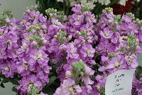 Katz Matthiola incana Blue -- From PanAmerican Seed® as seen @ Ball Horticultural Spring Trials 2016.