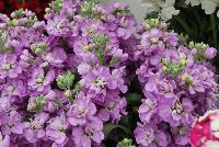 Katz Matthiola incana Blue -- From PanAmerican Seed® as seen @ Ball Horticultural Spring Trials 2016.