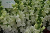 Maryland Snapdragon Antirrhinum majus White -- From PanAmerican Seed® as seen @ Ball Horticultural Spring Trials 2016.
