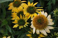  Echinacea Cheyenne Spirit -- From KieftSeed™ as seen @ Ball Horticultural Spring Trials 2016.
