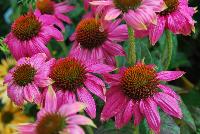 PowWow Echinacea Wild Berry -- From KieftSeed™ as seen @ Ball Horticultural Spring Trials 2016.