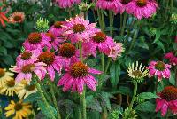 PowWow Echinacea Wild Berry -- From KieftSeed™ as seen @ Ball Horticultural Spring Trials 2016.