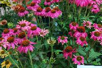 PowWow Echinacea Wild Berry -- From KieftSeed™ as seen @ Ball Horticultural Spring Trials 2016.
