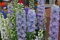 Guardian Delphinium Lanvender -- From KieftSeed™ as seen @ Ball Horticultural Spring Trials 2016.  A National Garden Bureau Plant of the Year for 2016.