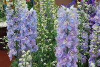 Guardian Delphinium Lanvender -- From KieftSeed™ as seen @ Ball Horticultural Spring Trials 2016.  A National Garden Bureau Plant of the Year for 2016.